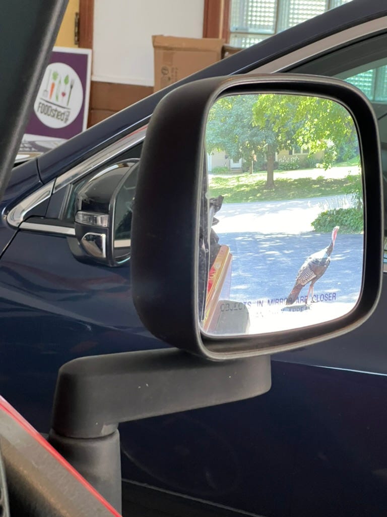 A Jeep side mirror showing a big dumb turkey standing in the driveway behind the vehicle