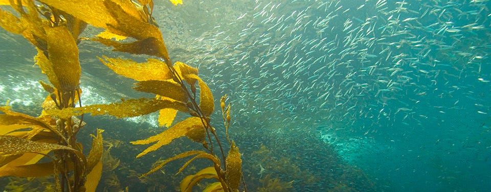 What is seaweed?
