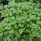Geranium rotundifolium | round-leaved cranesbill