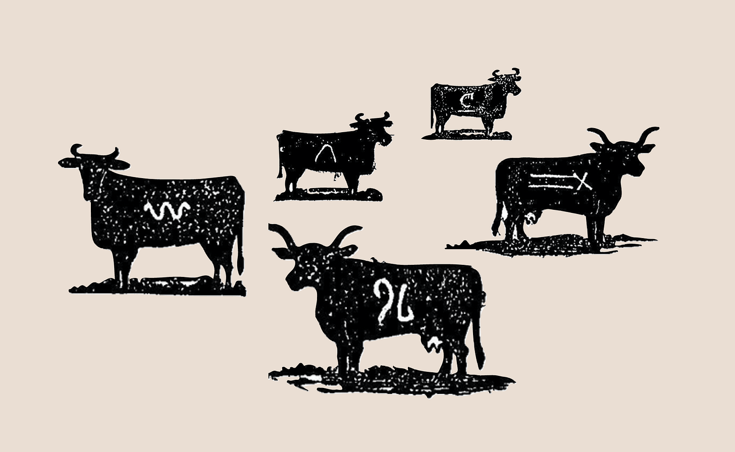 Hot-iron cattle branding: brand on the skin - Graphéine