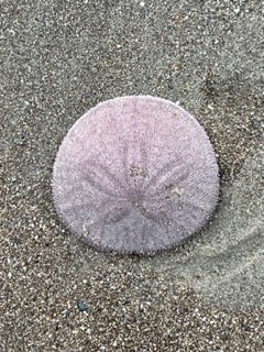 a blue sail jellyfish, a pink sand dollar, and a blue, black and white mussel shell