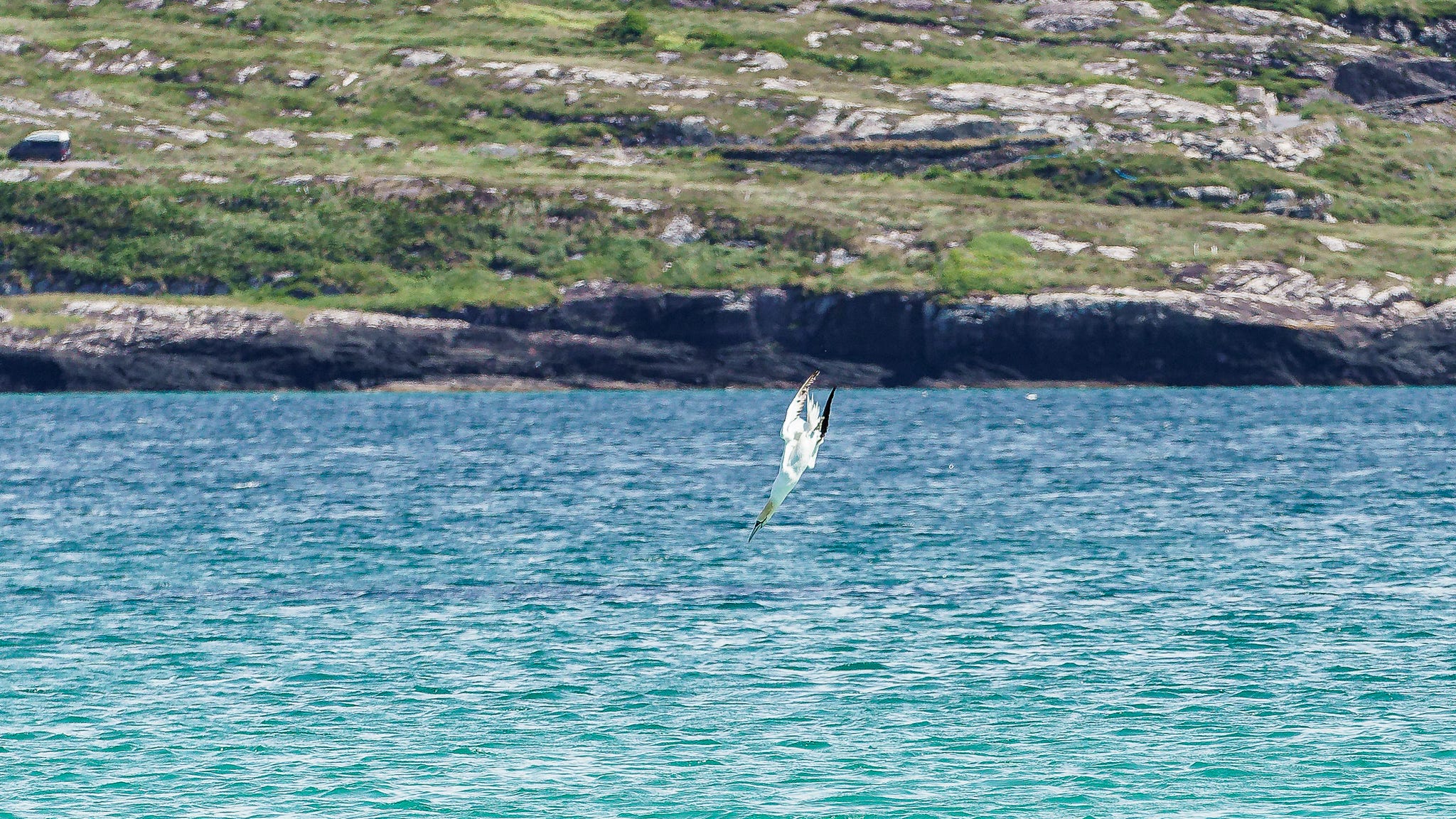 May be an image of sea bird and arctic