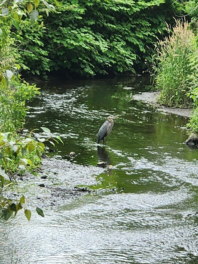 Picture of a heron in a creek.