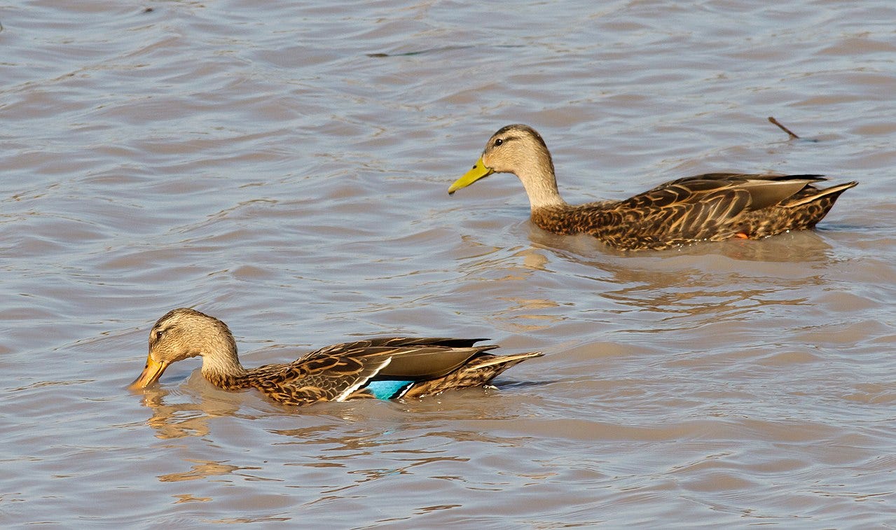 pair of mexican ducks