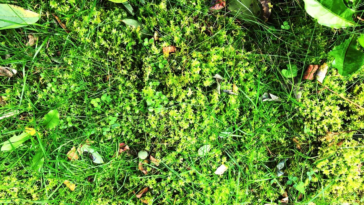 grounding, earthing