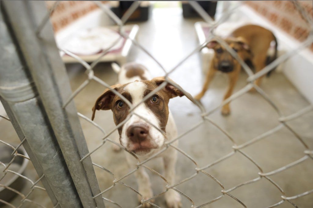 Animal rescue