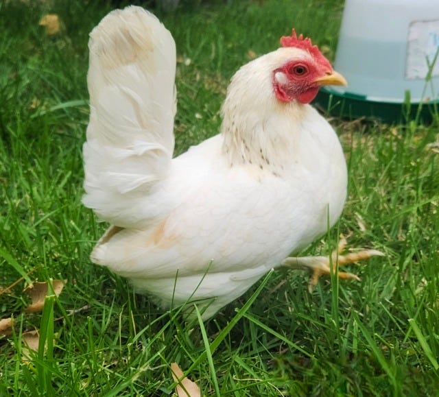 homeofhousechickens on Tumblr