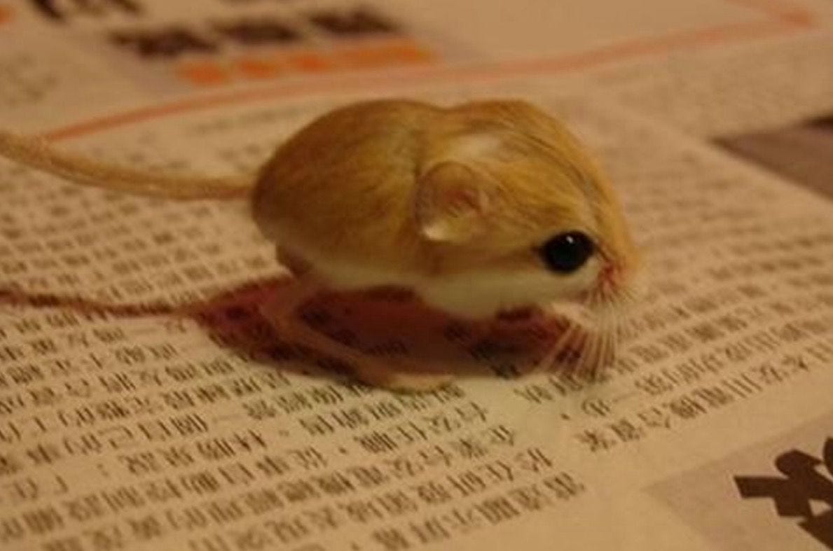 Pygmy Jerboa | Cute animals, Animals, Baby animals Pygmy Jerboa | Cute animals, Animals, Baby animals
