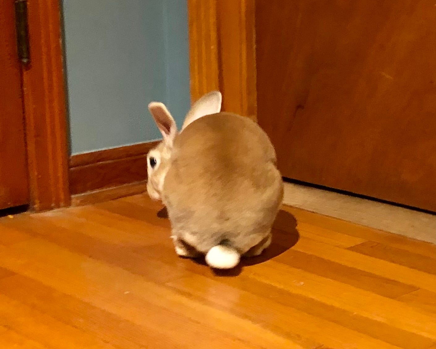 Rabbit