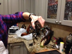 Live lobster headed into the pot. Live lobster headed into the pot.
