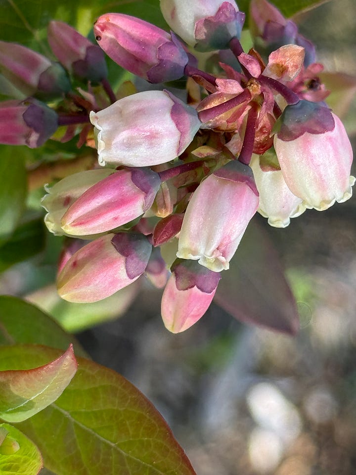 Left image: A close-up of a white Columbine blossom, with multi-layered, ruffled petals and a dappled farm background. Right image: A close-up of a cluster of blueberry blossoms, which are each white with pink blush, and bell-shaped.