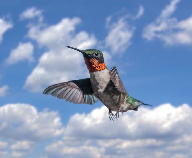 grey and orange hummingbird during daytime grey and orange hummingbird during daytime