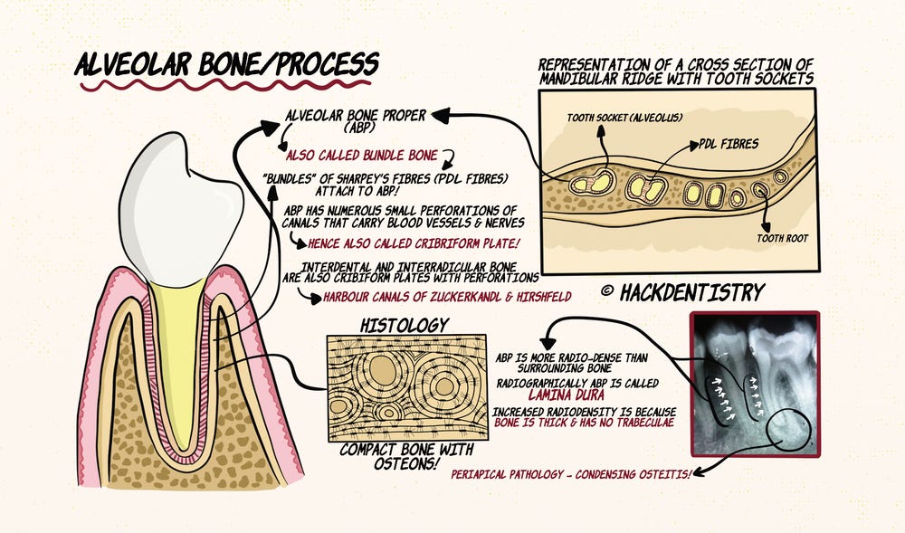 Structure of Alveolar bone (Note & Video)