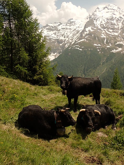 Eringer cows in the Swiss mountains