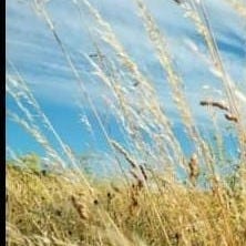 ForagingFreya’s Substack