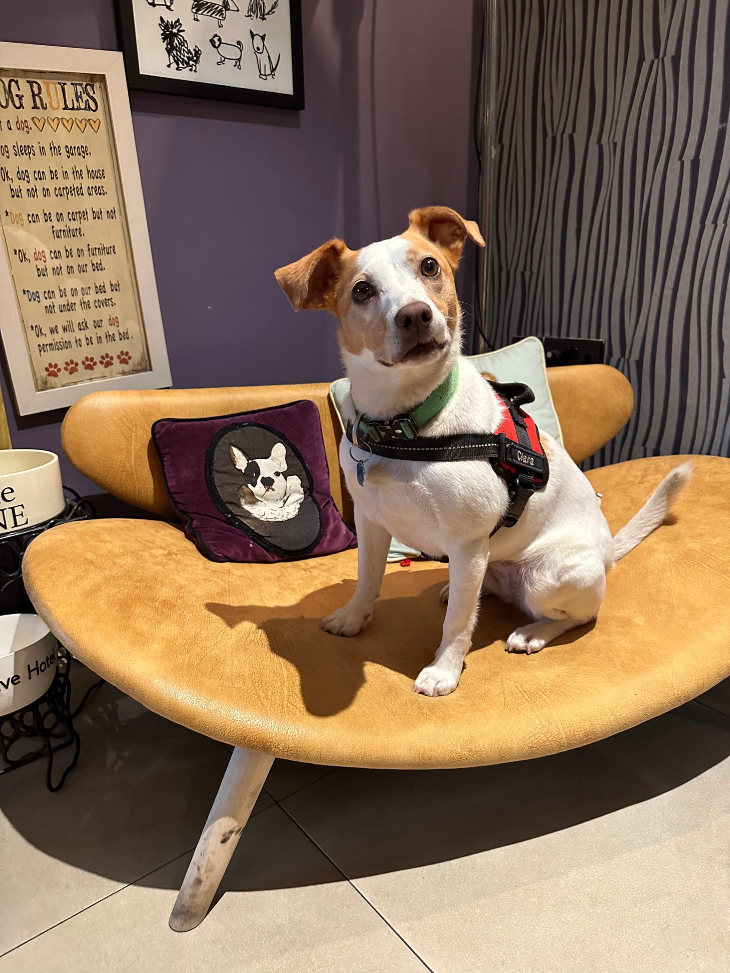 Clara on the dog-sofa at the Twelve in Barna