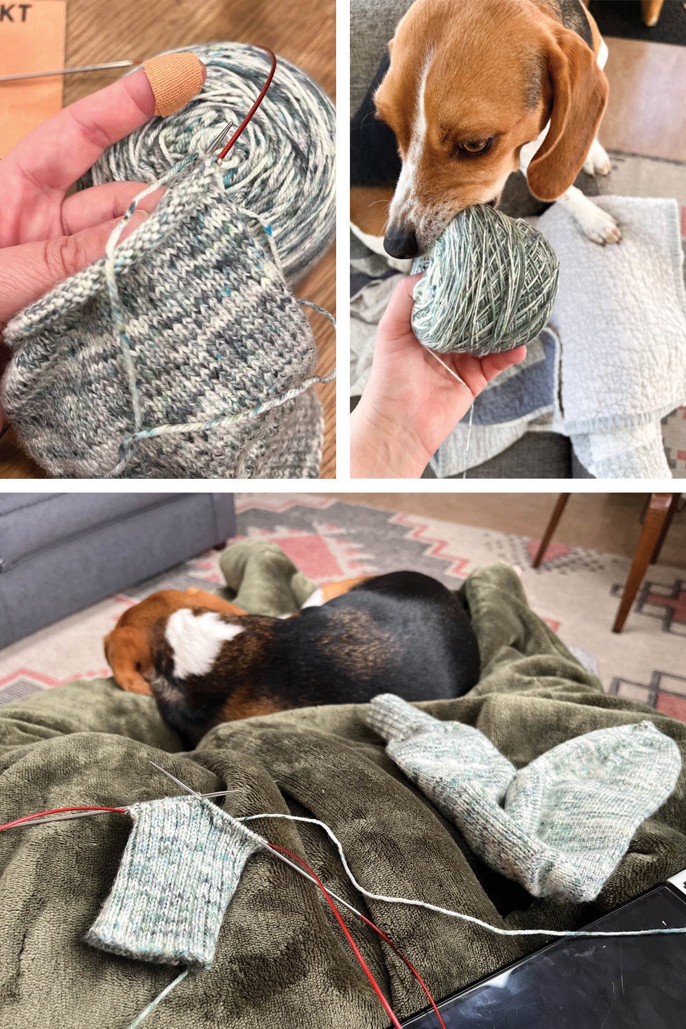 three images of socks being handknit, the first is a beagle with a ball of green, blue & cream sock yarn in his mouth. The second is a hand holding a partially knitted sock. The third one finished sock and one in progress sock resting on a green blanket with a beagle underneath