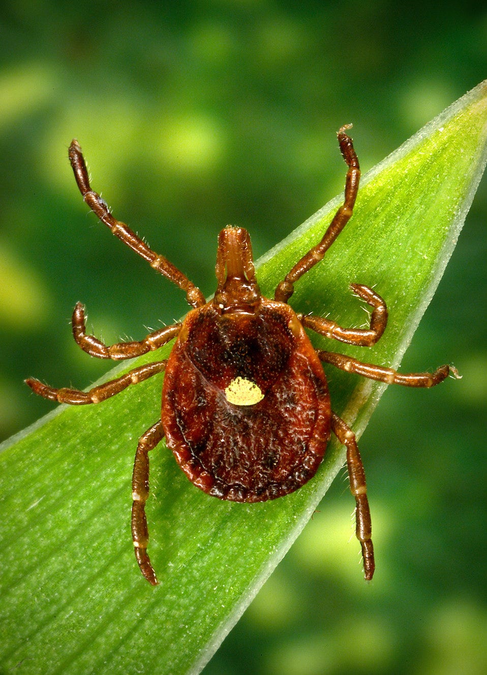 This photograph depicts a dorsal view of a female "lone star tick", Amblyomma americanum. Note the characteristic 'lone star' mark
