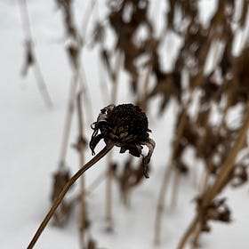 Dancing Between Winter and Spring