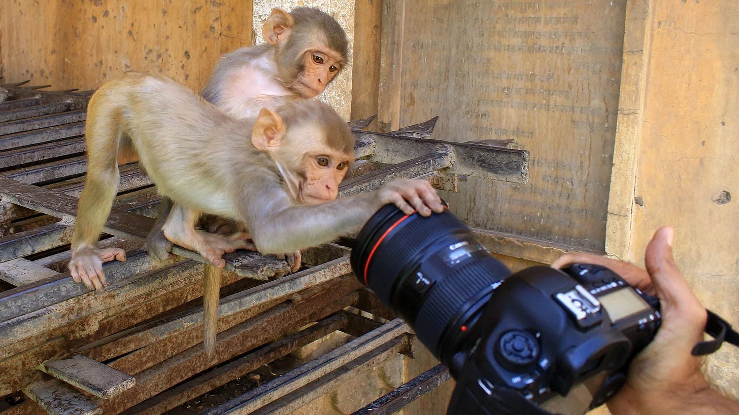 Party Details, Fat Bears, and a Midwestern Man of Mystery Party Details, Fat Bears, and a Midwestern Man of Mystery