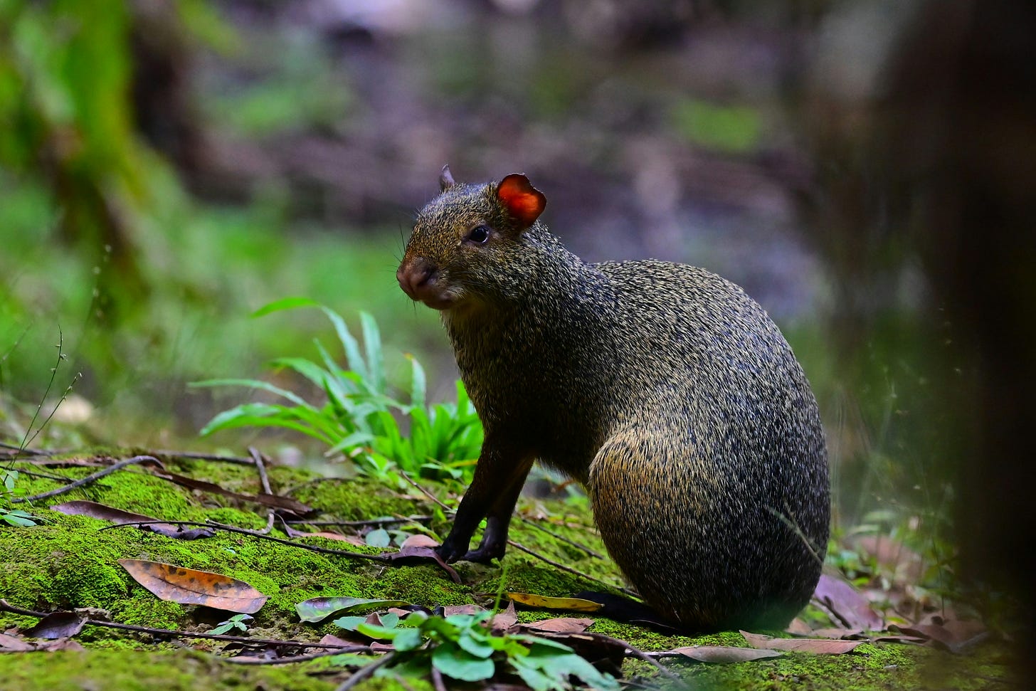 Agoutis are all over Belize