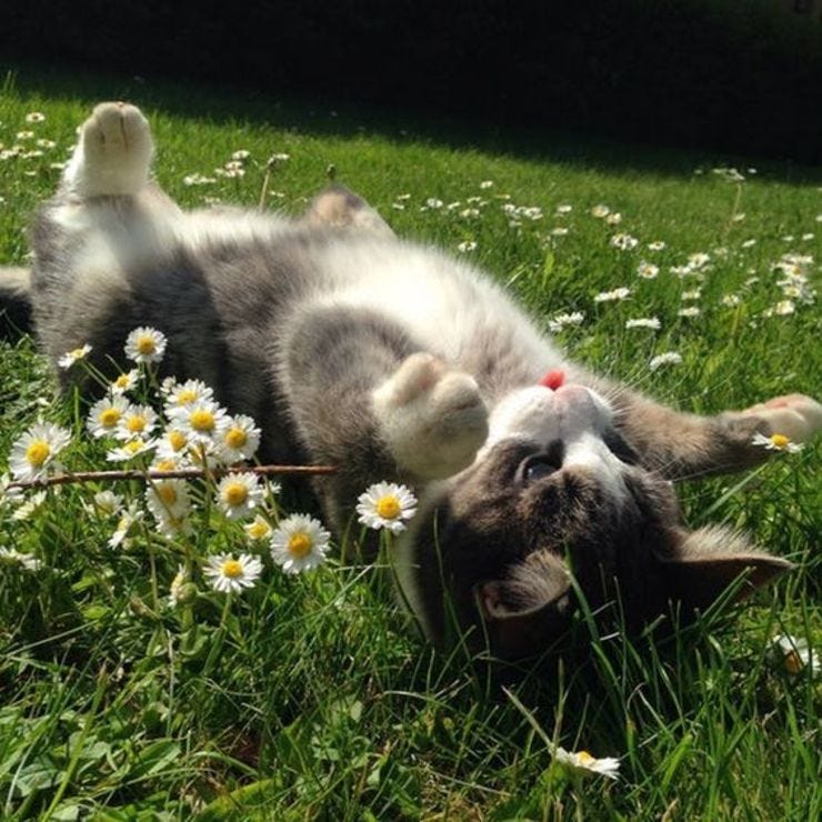 La primavera nos tiene así de felices