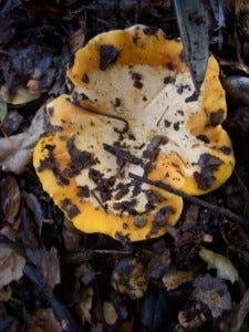 Chanterelles, plump for the plucking.