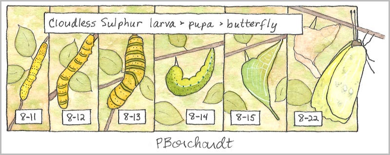 Cloudless Sulphur Butterfly Life Cycle, detail from Tucson Yard Journal ~ August (pen & watercolor)