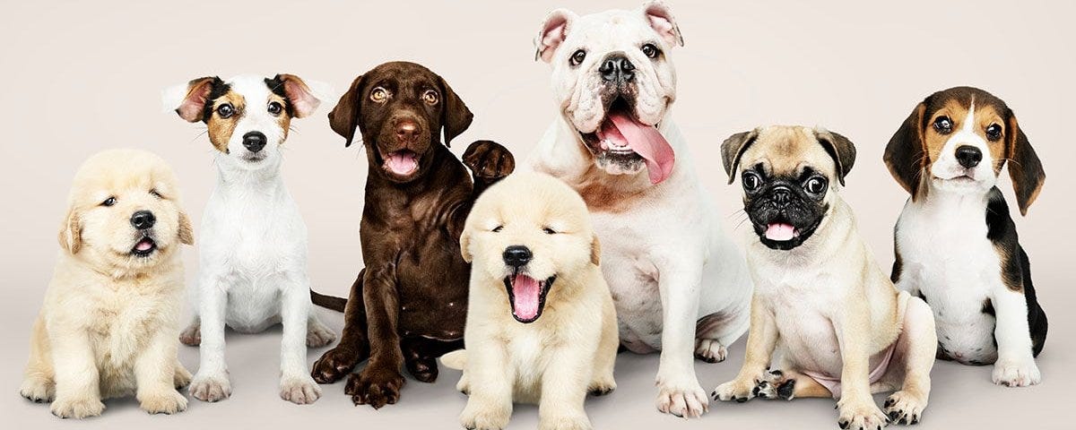 How Puppy Store Bans Help NGOs, Not Dogs