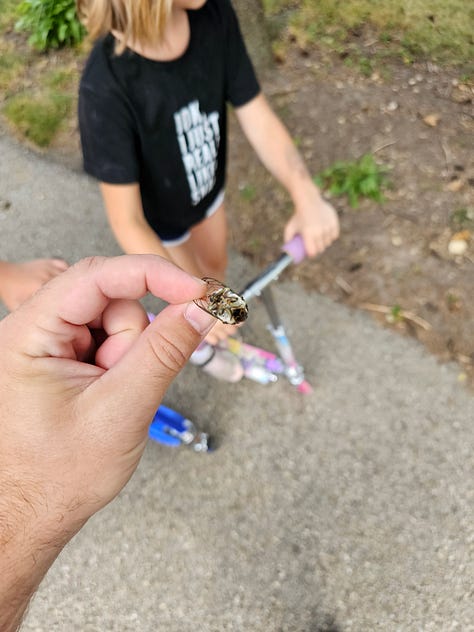 Cicadas Missing Heads and Abdomens