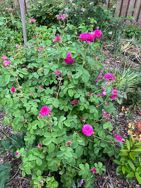 Zéphirine Drouhin, Benjamin Britten, Duc de Cambridge, Carefree Beauty, Grace, floating roses