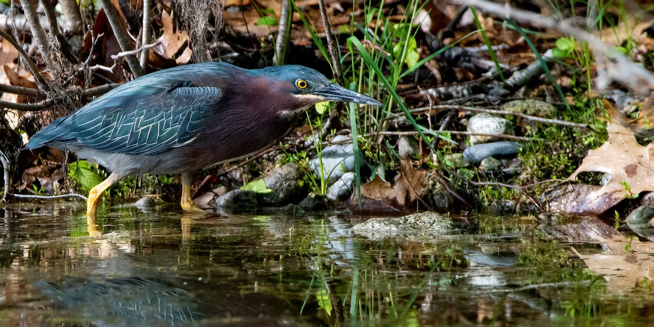 Green Heron