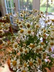 chamomile