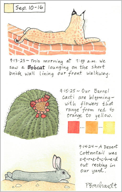 Perpetual Journal, week of Sep. 10-16: Barrel Cactus in Bloom (2025); Desert Cottontail Stretched Out (2024); Bobcat on Brick Wall (2023)