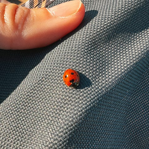 La seule manière dont les esprits m'ont parlé était à travers le message des coccinelles