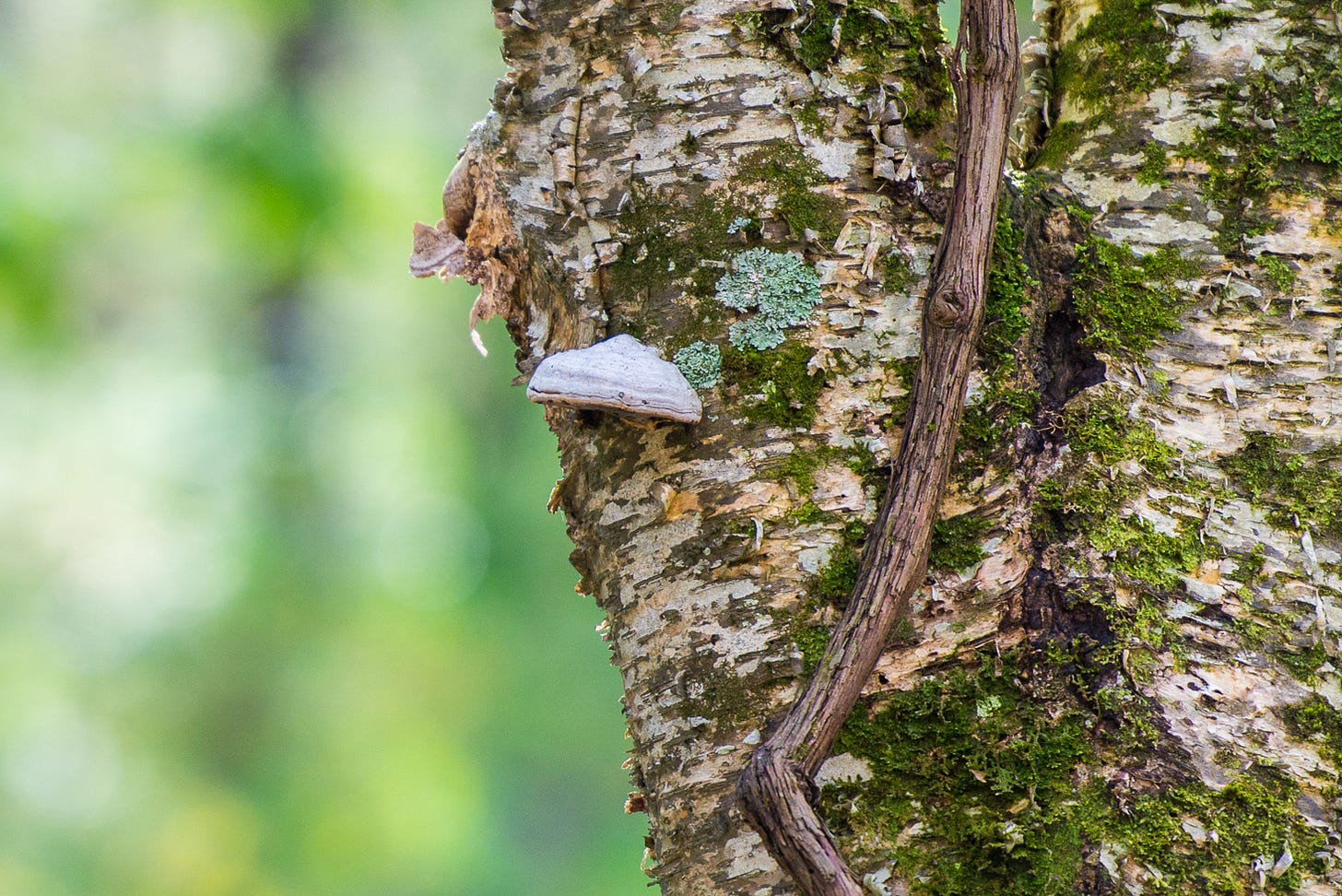 Close up of a tree with fraying bark, lichen, and moss.