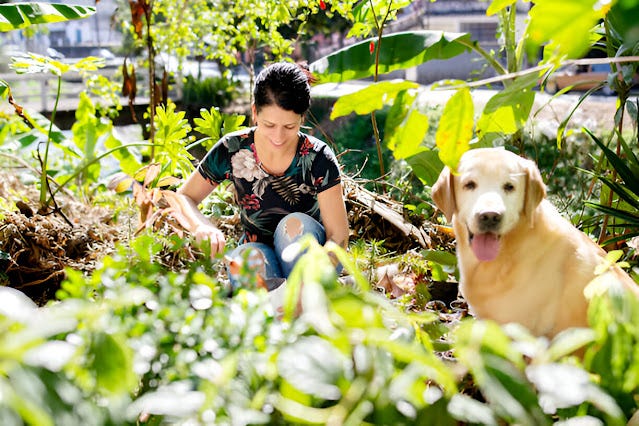Woman gardening with her Labrador dog surrounded by fresh green plants and vegetables