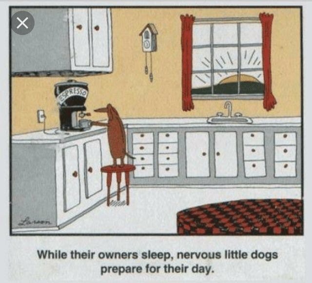 While their owners sleep, nervous little dogs prepare for their day.” ~ Gary  Larson, The Far Side