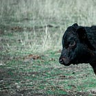 Interview: Jodie Barchha Lang