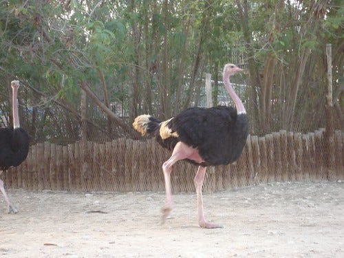 Ostrich Ostrich