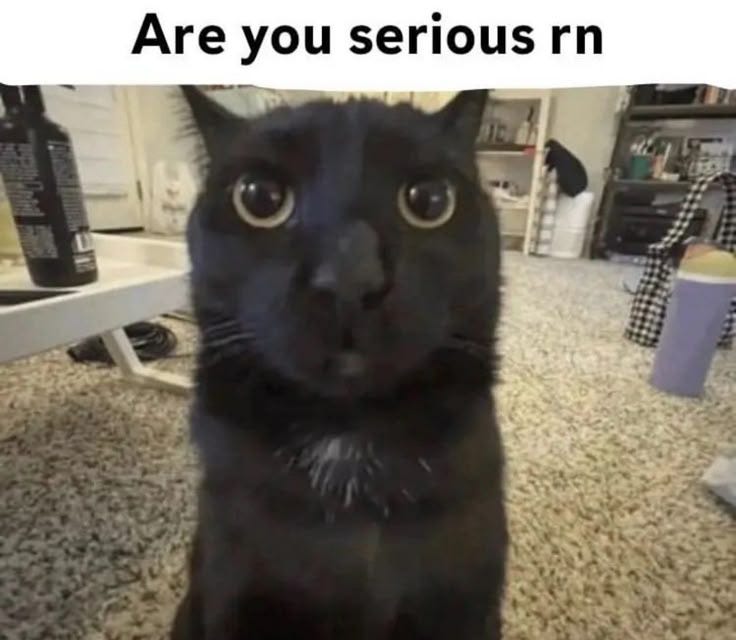 cat are you serious rn mood meme - reaction pic - sticker whatsapp