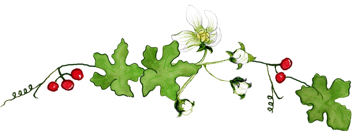 illustration of a sprig of bryony