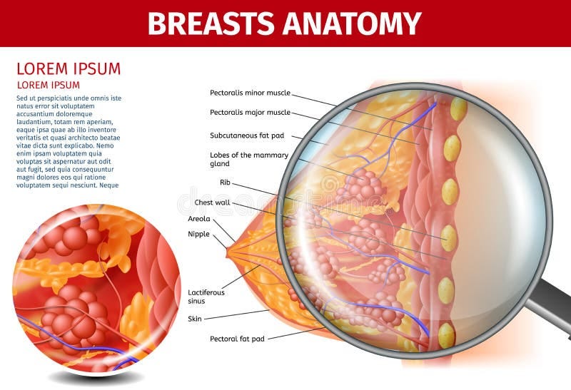 Breasts Vector Stock Illustrations – 1,072 Breasts Vector Stock Illustrations, Vectors & Clipart - Dreamstime