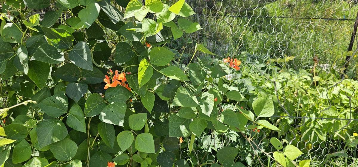 runner beans