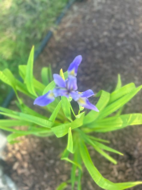 Flowers and greenery in the Northeast