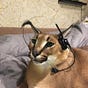 DasDingo's avatar