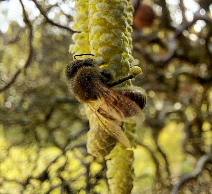 Corkscrew hazel catkins