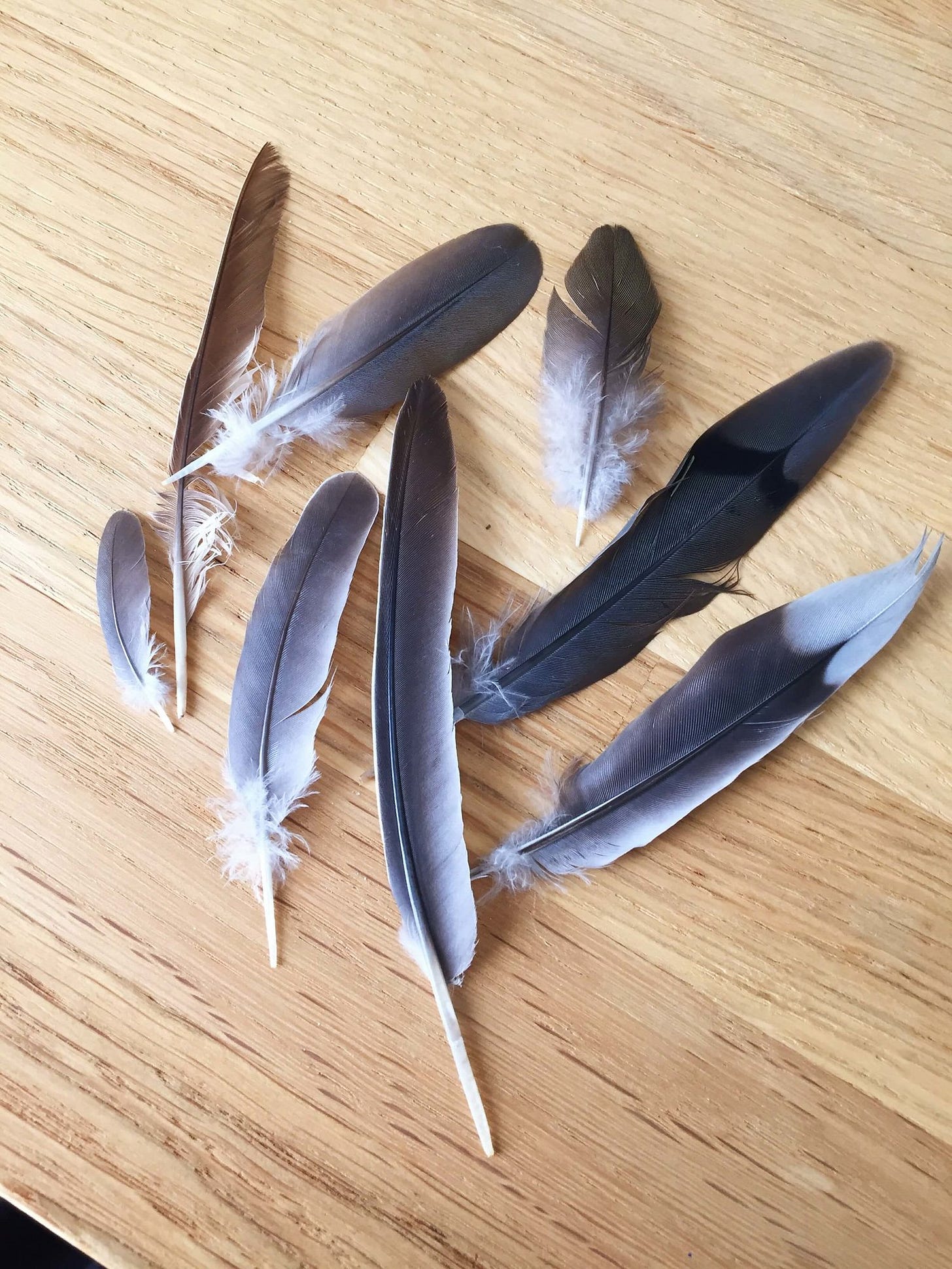 This is only eight of the 10 feathers I found in one day.