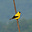 Driftless Birding's avatar