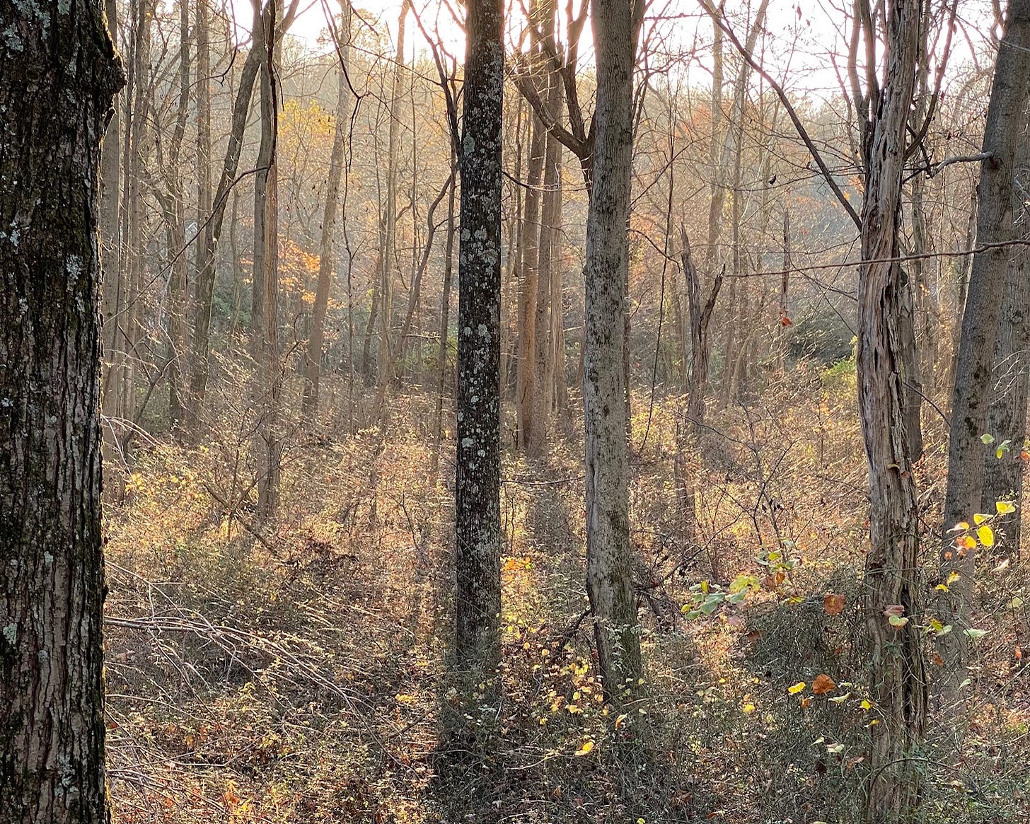 Sunrise during a late season hunt